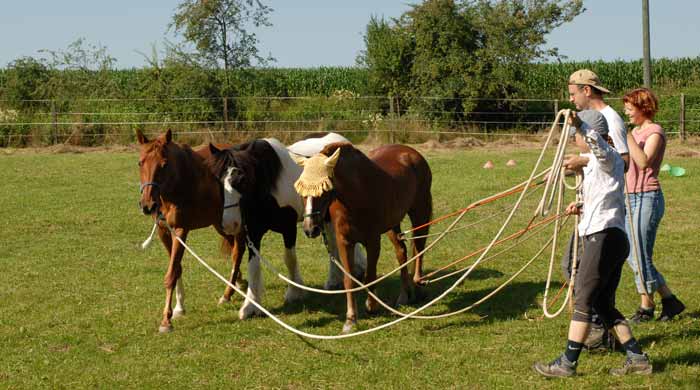 circling 3 horses image